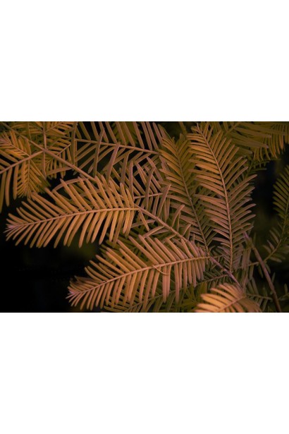 Metasequoia ’All Bronze’